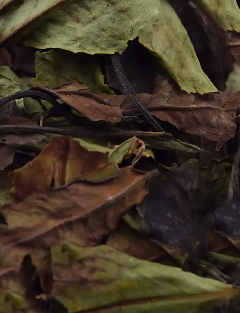 MALAWI WHITE PEONY - 75G